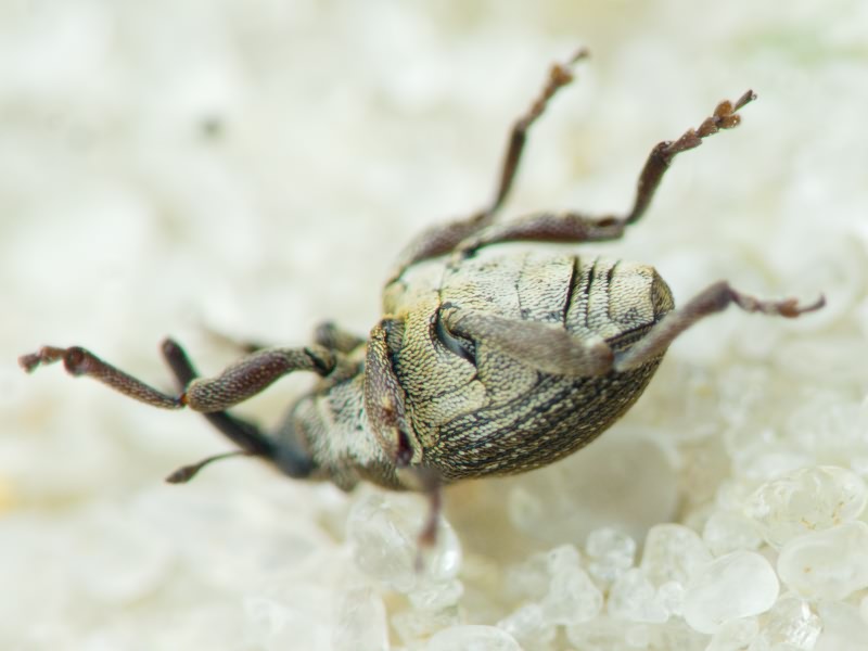 Glocianus punctiger (C. R. Sahlberg, 1835)